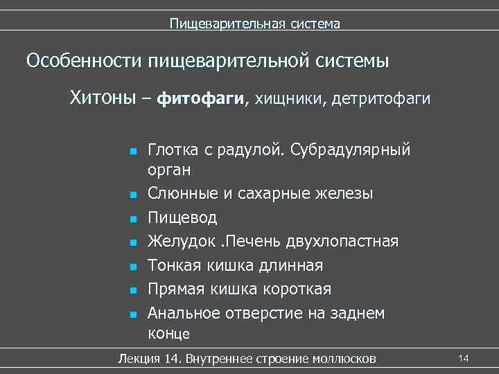     Пищеварительная система Особенности пищеварительной системы Хитоны – фитофаги, хищники, детритофаги