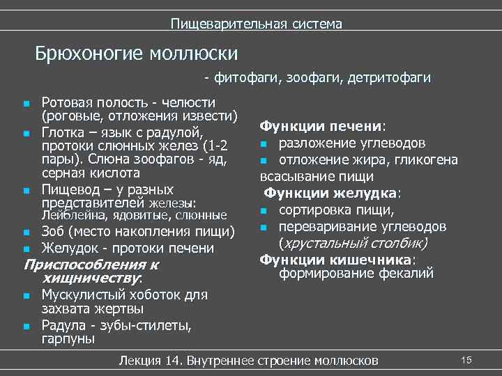     Пищеварительная система Брюхоногие моллюски     - фитофаги,
