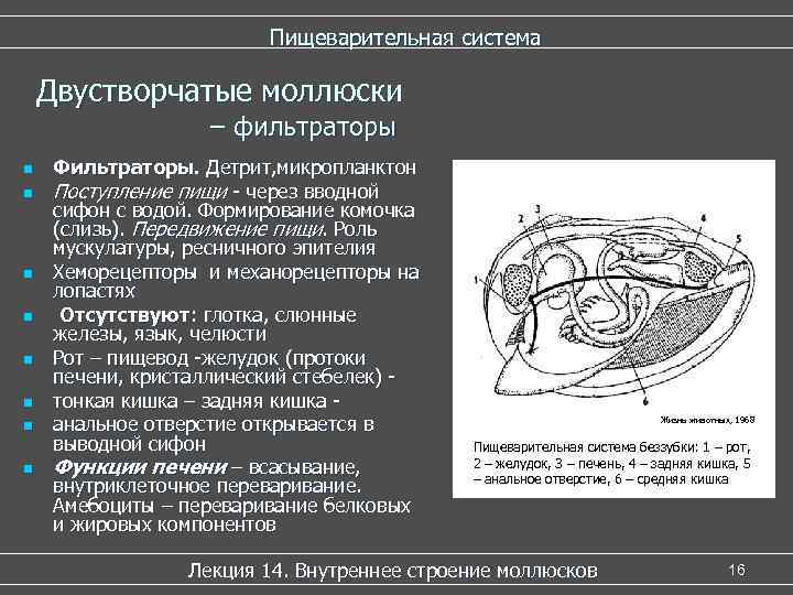      Пищеварительная система Двустворчатые моллюски     –