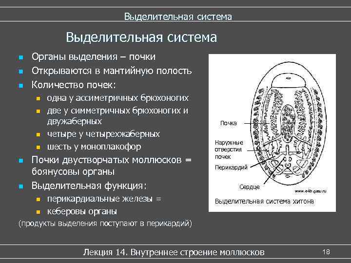      Выделительная система n  Органы выделения – почки n