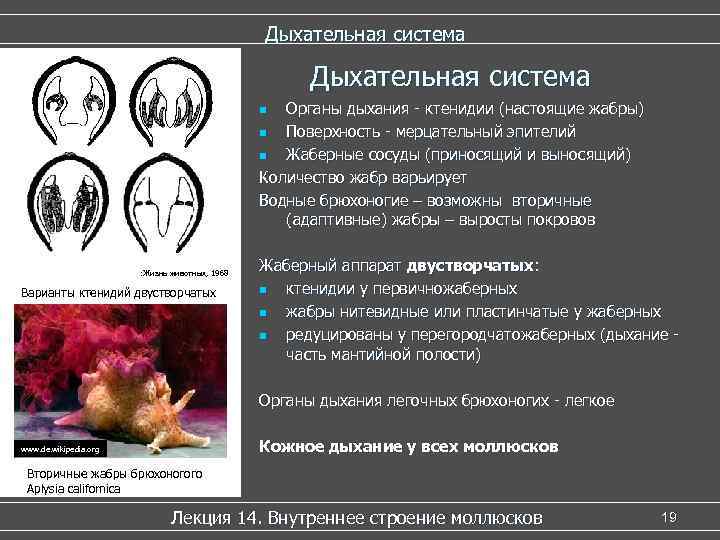         Дыхательная система    