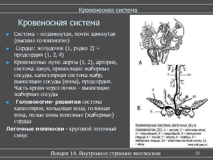       Кровеносная система n Система – незамкнутая, почти замкнутая