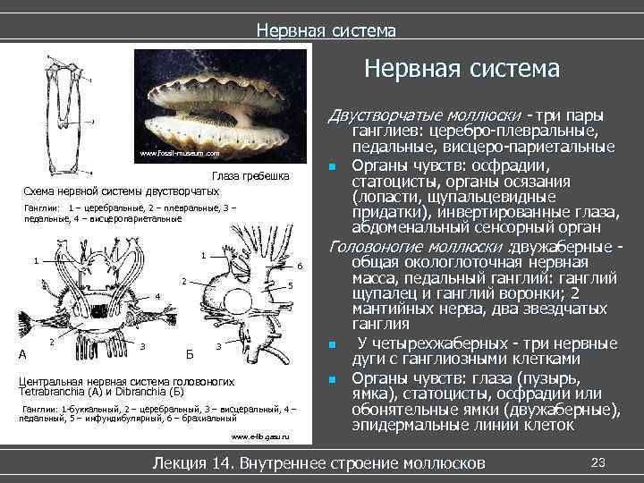      Нервная система    Двустворчатые моллюски - три