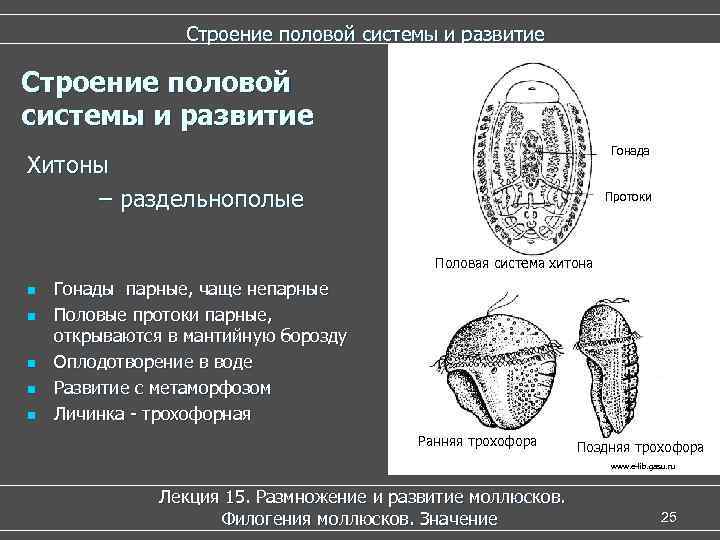    Строение половой системы и развитие      