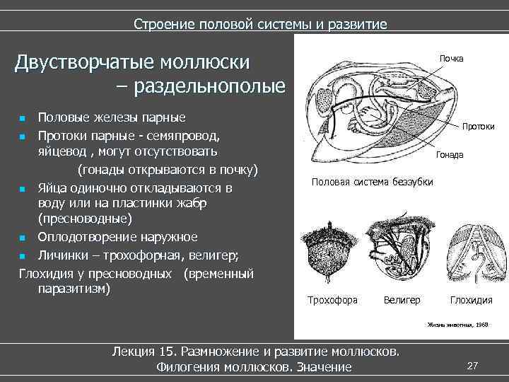    Строение половой системы и развитие Двустворчатые моллюски    