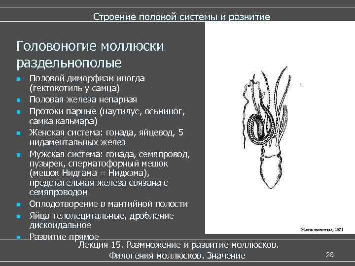    Строение половой системы и развитие  Головоногие моллюски раздельнополые n 