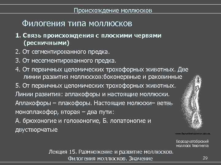    Происхождение моллюсков  Филогения типа моллюсков 1. Связь происхождения с плоскими