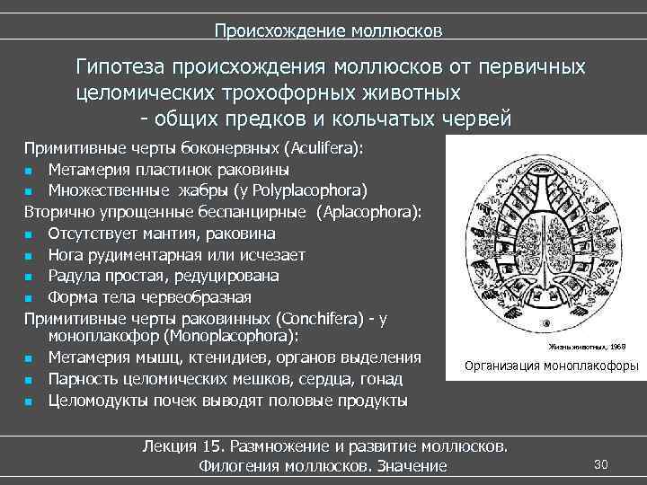      Происхождение моллюсков  Гипотеза происхождения моллюсков от первичных целомических