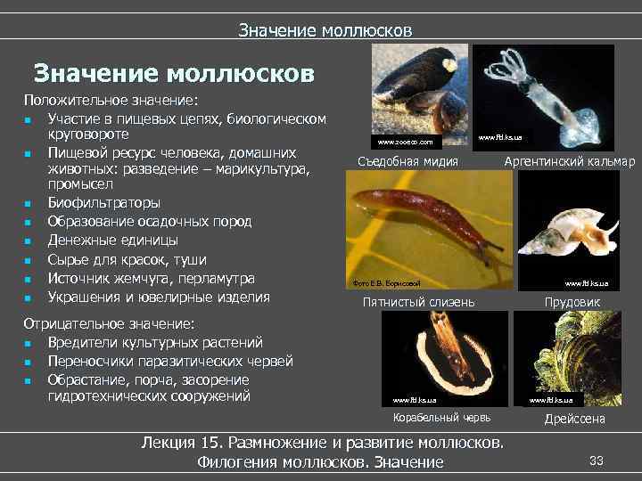      Значение моллюсков Положительное значение: n Участие в пищевых цепях,