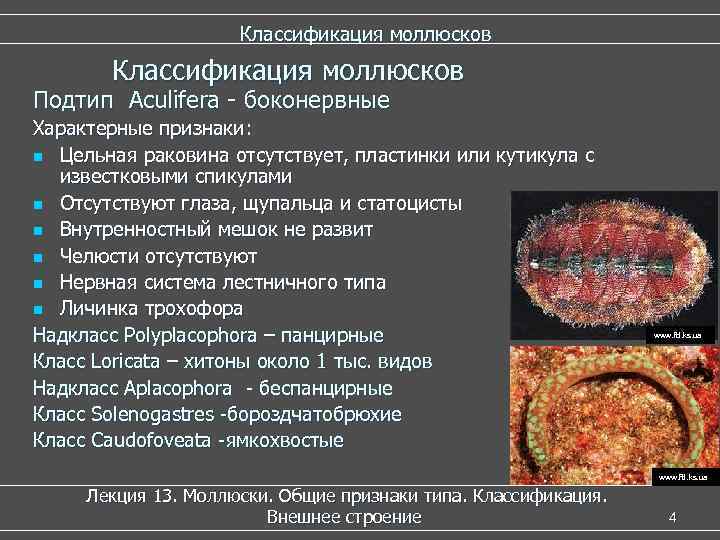      Классификация моллюсков Подтип Aculifera - боконервные Характерные признаки: n