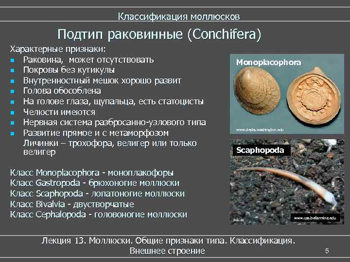     Классификация моллюсков  Подтип раковинные (Conchifera) Характерные признаки: n Раковина,
