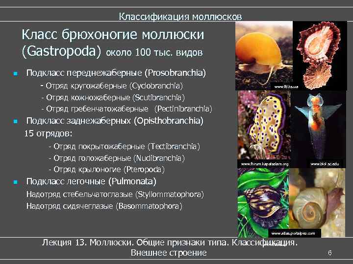       Классификация моллюсков Класс брюхоногие моллюски (Gastropoda) около 100