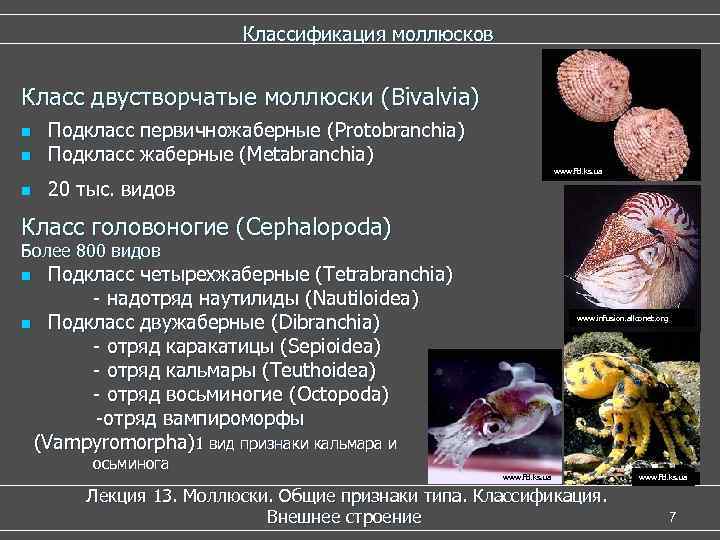 Тест классы моллюсков