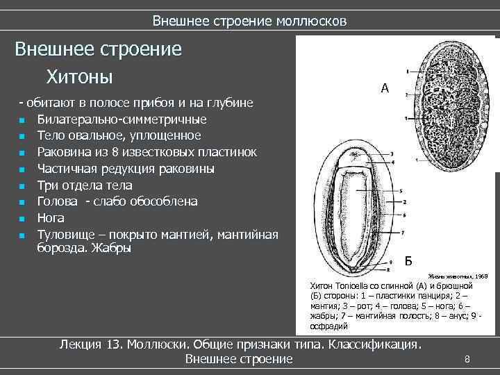     Внешнее строение моллюсков Внешнее строение  Хитоны   