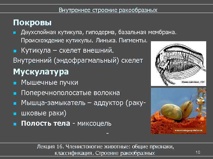  Внутреннее строение ракообразных Покровы n Двухслойная кутикула, гиподерма, базальная мембрана. Происхождение кутикулы. Линька.