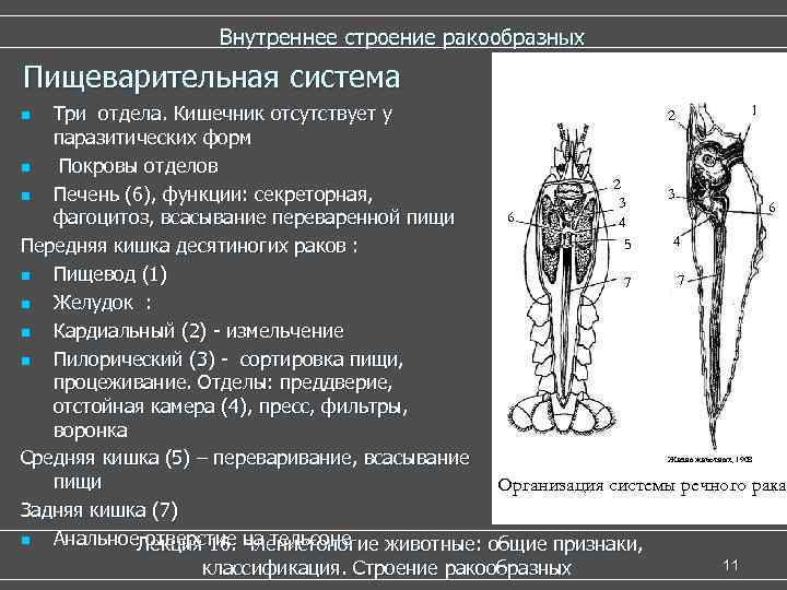  Внутреннее строение ракообразных Пищеварительная система n Три отдела. Кишечник отсутствует у 2 1