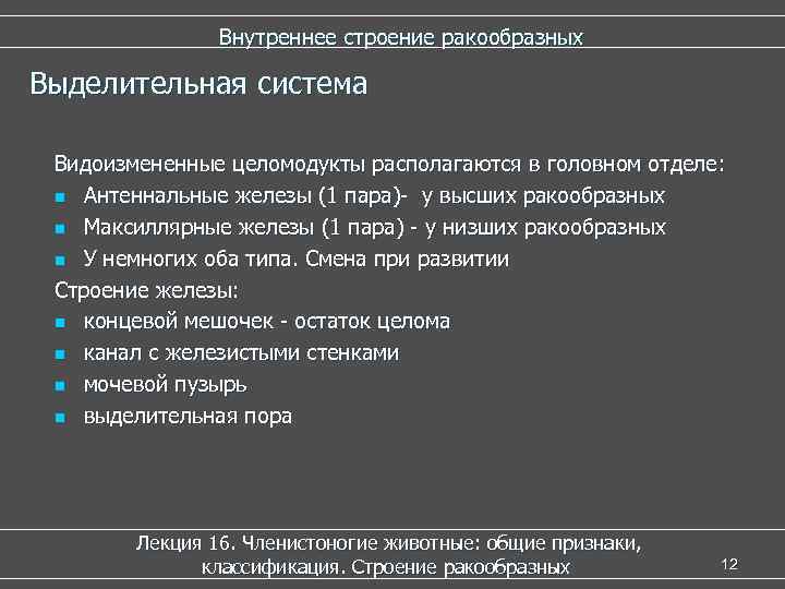  Внутреннее строение ракообразных Выделительная система Видоизмененные целомодукты располагаются в головном отделе: n Антеннальные