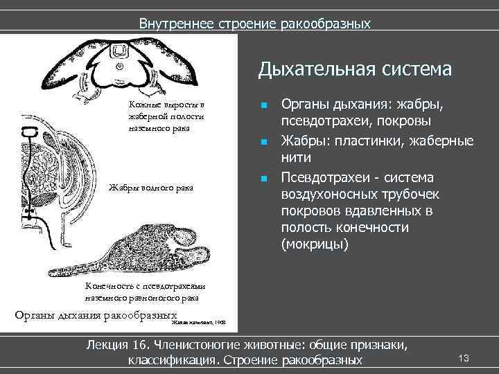  Внутреннее строение ракообразных Дыхательная система Кожные выросты в n Органы дыхания: жабры, жаберной