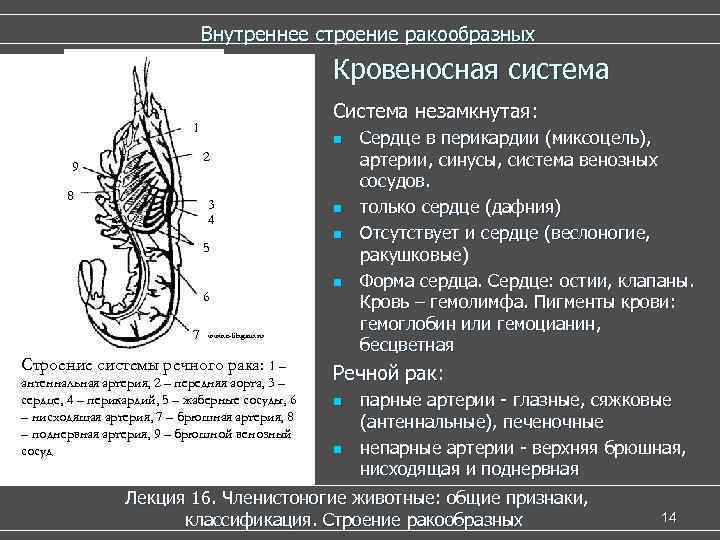  Внутреннее строение ракообразных Кровеносная система Система незамкнутая: 1 n Сердце в перикардии (миксоцель),