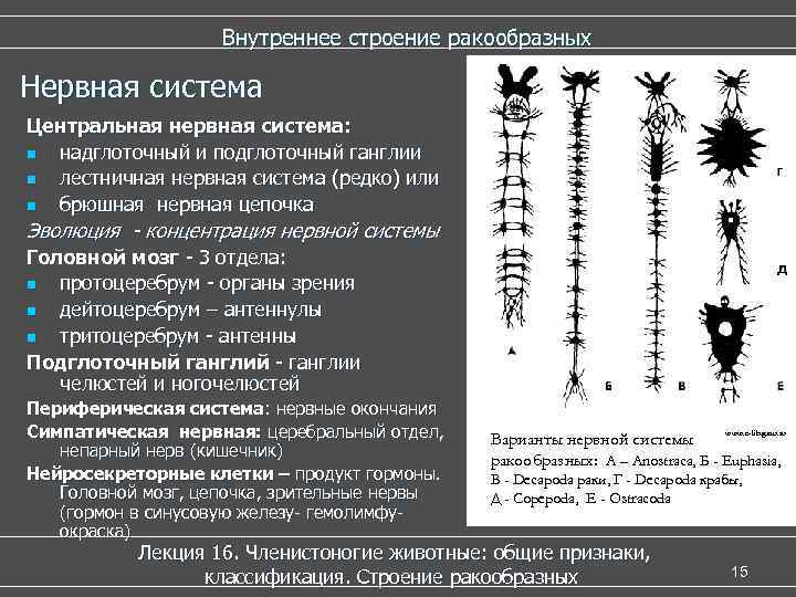  Внутреннее строение ракообразных Нервная система Центральная нервная система: n надглоточный и подглоточный ганглии