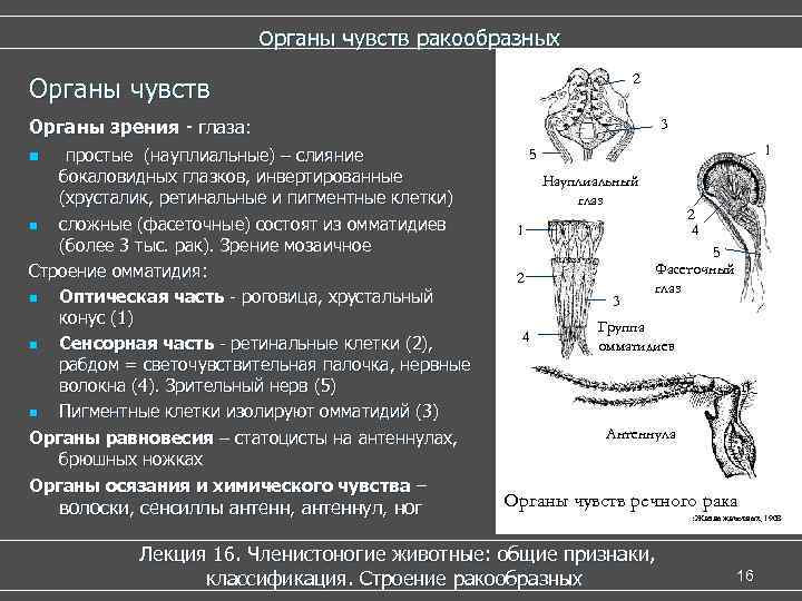  Органы чувств ракообразных 2 Органы чувств Органы зрения - глаза: 3 n простые