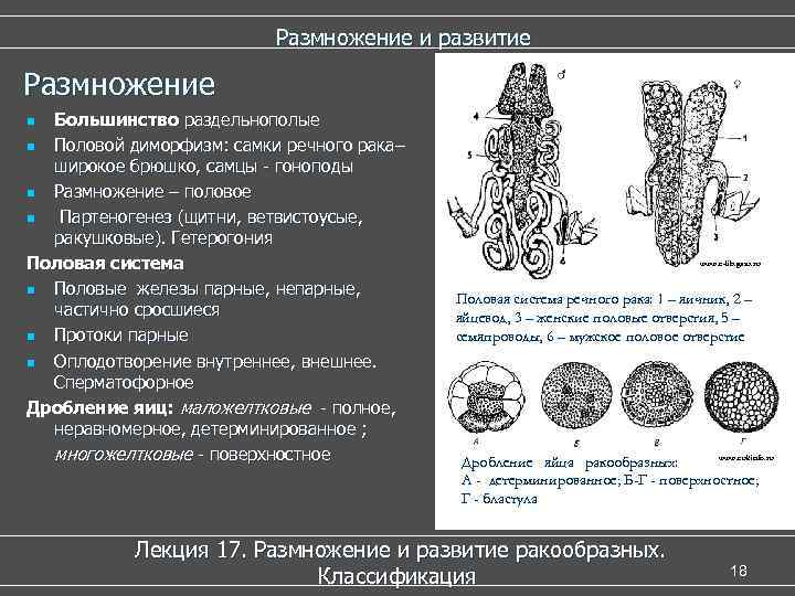  Размножение и развитие Размножение n Большинство раздельнополые n Половой диморфизм: самки речного рака–