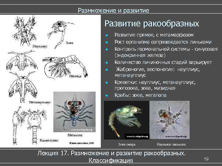  Размножение и развитие Развитие ракообразных n Развитие прямое, с метаморфозом Зоеа n Рост