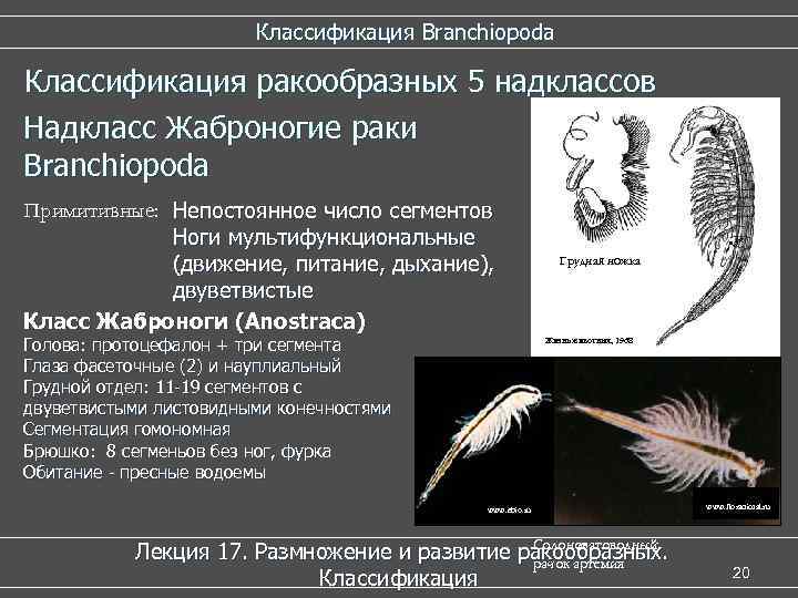  Классификация Branchiopoda Классификация ракообразных 5 надклассов Надкласс Жаброногие раки Branchiopoda Примитивные: Непостоянное число