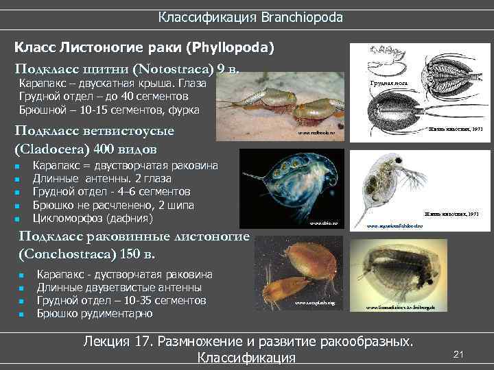  Классификация Branchiopoda Класс Листоногие раки (Phyllopoda) Подкласс щитни (Notostraca) 9 в. Карапакс –