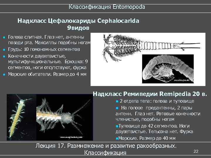  Классификация Entomopoda Надкласс Цефалокариды Cephalocarida 9 видов n Голова слитная. Глаз нет, антенны