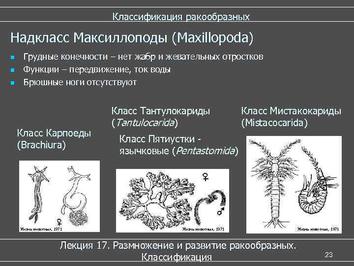  Классификация ракообразных Надкласс Максиллоподы (Maxillopoda) n Грудные конечности – нет жабр и жевательных