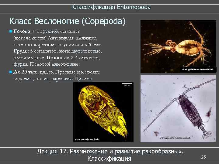  Классификация Entomopoda Класс Веслоногие (Copepoda) n Голова + 1 грудной сегментт (ногочелюсти). Антеннулы