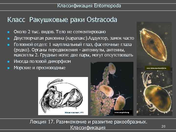  Классификация Entomopoda Класс Ракушковые раки Ostracoda n Около 2 тыс. видов. Тело не