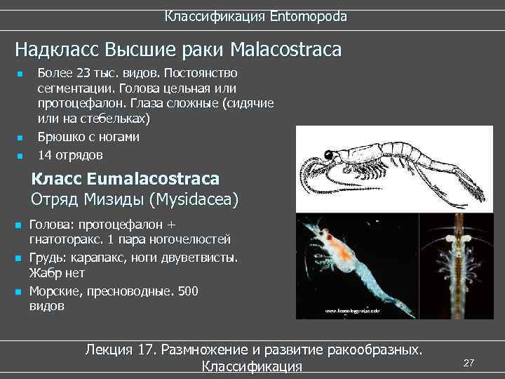  Классификация Entomopoda Надкласс Высшие раки Malacostraca n Более 23 тыс. видов. Постоянство сегментации.