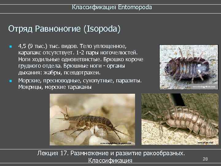  Классификация Entomopoda Отряд Равноногие (Isopoda) n 4, 5 (9 тыс. ) тыс. видов.