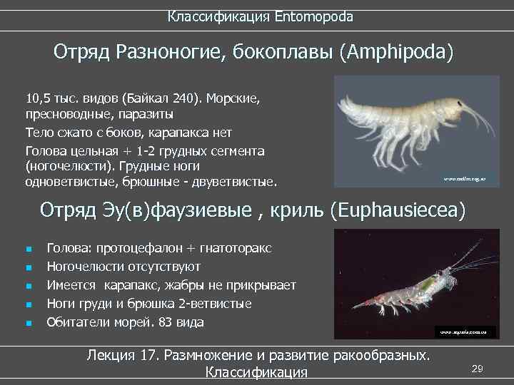  Классификация Entomopoda Отряд Разноногие, бокоплавы (Amphipoda) 10, 5 тыс. видов (Байкал 240). Морские,