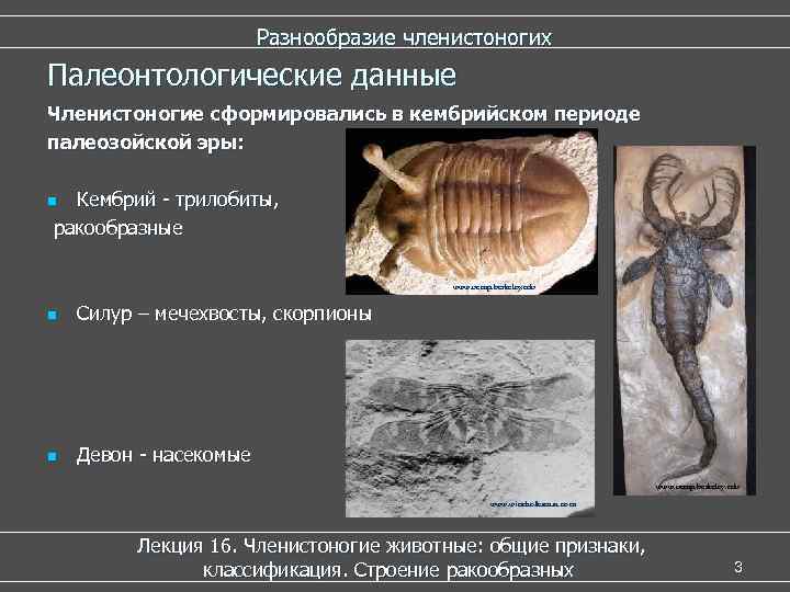  Разнообразие членистоногих Палеонтологические данные Членистоногие сформировались в кембрийском периоде палеозойской эры: n Кембрий