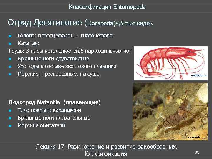  Классификация Entomopoda Отряд Десятиногие (Decapoda)8, 5 тыс. видов n Голова: протоцефалон + гнатоцефалон