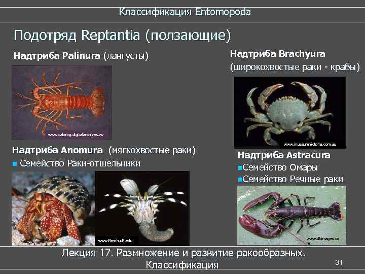  Классификация Entomopoda Подотряд Reptantia (ползающие) Надтриба Palinura (лангусты) Надтриба Brachyura (широкохвостые раки -