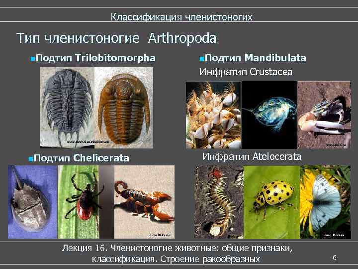  Классификация членистоногих Тип членистоногие Arthropoda n. Подтип Trilobitomorpha n. Подтип Mandibulata Инфратип Crustacea