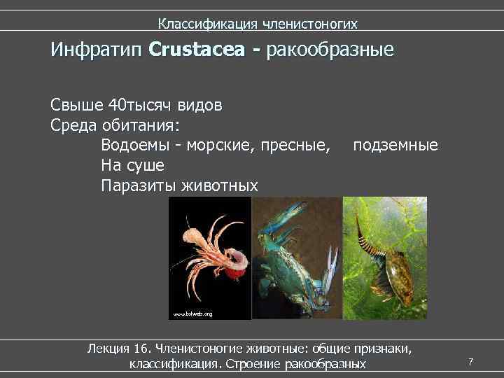  Классификация членистоногих Инфратип Crustacea - ракообразные Свыше 40 тысяч видов Среда обитания: Водоемы