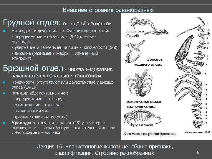 Фото Высших Раков