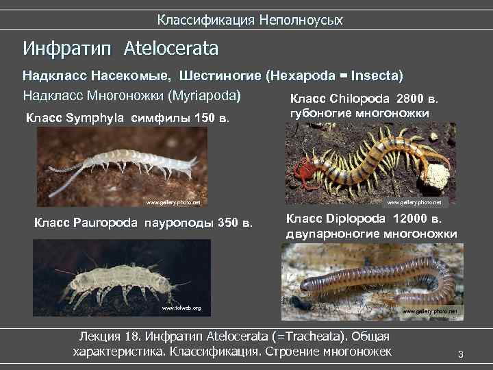  Классификация Неполноусых Инфратип Atelocerata Надкласс Насекомые, Шестиногие (Hexapoda = Insecta) Надкласс Многоножки (Myriapoda)