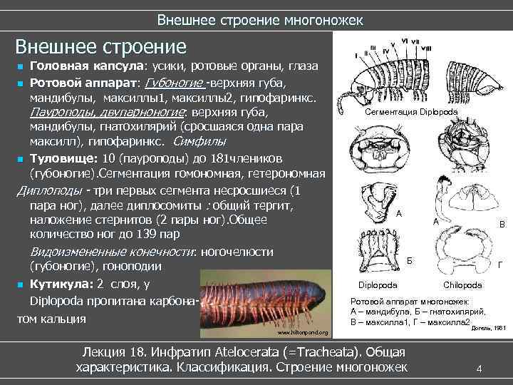  Внешнее строение многоножек Внешнее строение n Головная капсула: усики, ротовые органы, глаза n