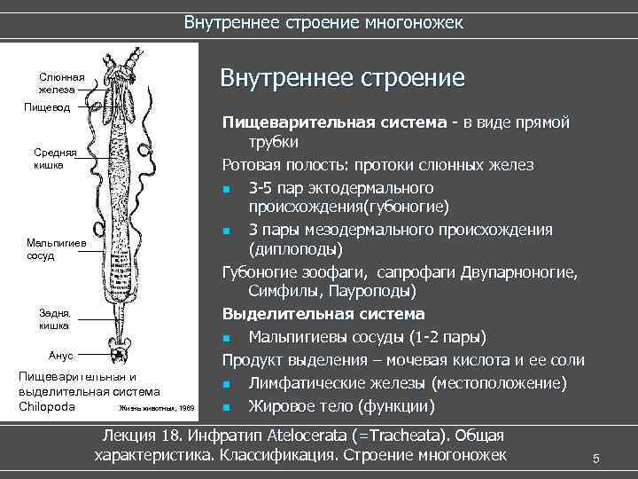  Внутреннее строение многоножек Слюнная железа Внутреннее строение Пищевод Пищеварительная система - в виде