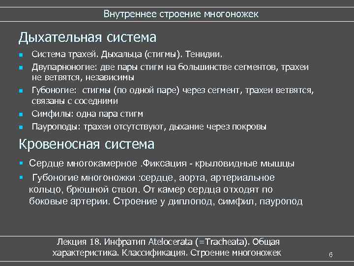  Внутреннее строение многоножек Дыхательная система n Система трахей. Дыхальца (стигмы). Тенидии. n Двупарноногие: