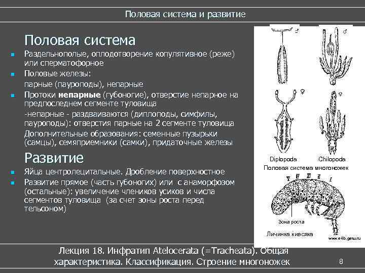  Половая система и развитие Половая система n Раздельнополые, оплодотворение копулятивное (реже) или сперматофорное