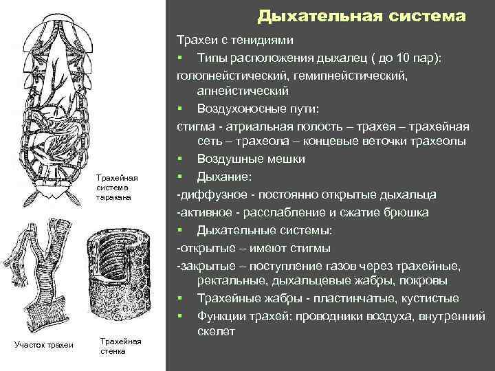  Дыхательная система Трахеи с тенидиями § Типы расположения дыхалец ( до 10 пар):