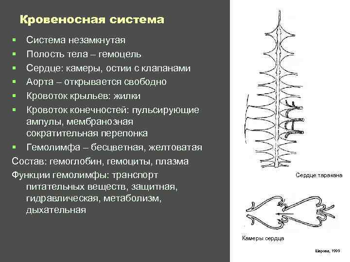  Кровеносная система § Система незамкнутая § Полость тела – гемоцель § Сердце: камеры,