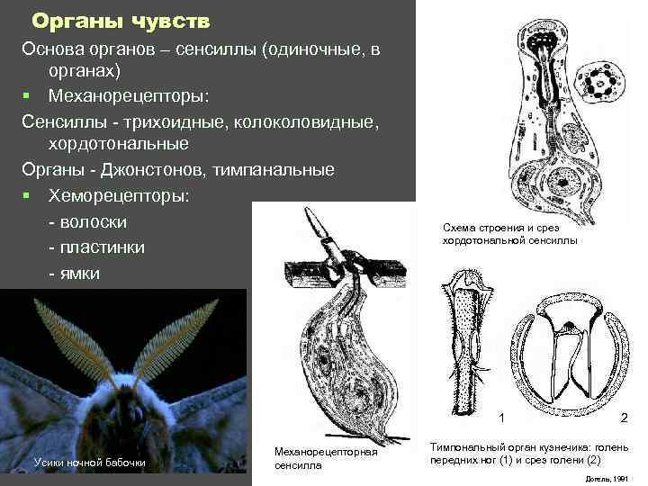  Органы чувств Основа органов – сенсиллы (одиночные, в органах) § Механорецепторы: Сенсиллы -